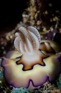 Chromodoris by Henrik Gram Rasmussen 